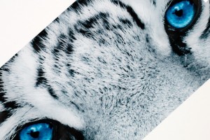 Tableau décoratif mural 140x50 cm "tigre aux yeux bleus" Tableau décoratif mural 140x50 cm "tigre aux yeux bleus"