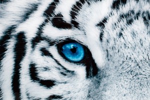 Tableau décoratif mural 140x50 cm "tigre aux yeux bleus" Tableau décoratif mural 140x50 cm "tigre aux yeux bleus"
