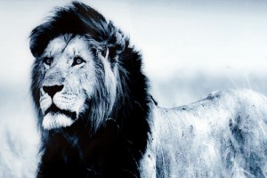 Tableau design mural 140x95 cm Roi Lion Tableau design mural 140x95 cm Roi Lion