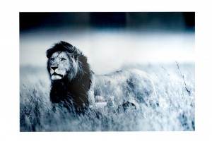 Tableau design mural 140x95 cm Roi Lion Tableau design mural 140x95 cm Roi Lion