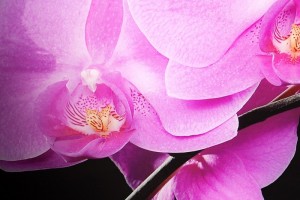 Tableau magnifique mural 140x45 cm Orchidée Fuchsia Tableau magnifique mural 140x45 cm Orchidée Fuchsia