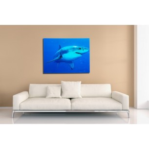 Tableau décoratif 60x80cm "Requin bleu"