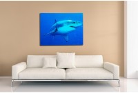 Tableau décoratif 60x80cm "Requin bleu"