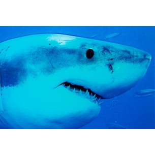 Tableau décoratif 60x80cm "Requin bleu"