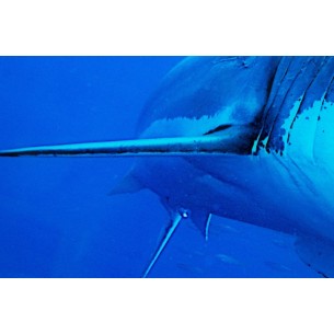 Tableau décoratif 60x80cm "Requin bleu"