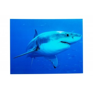 Tableau décoratif 60x80cm "Requin bleu"