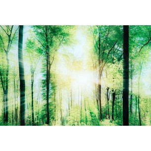 Tableau décoratif 60x80cm "Rayons du soleil entre arbres" Tableau décoratif 60x80cm "Rayons du soleil entre arbres"